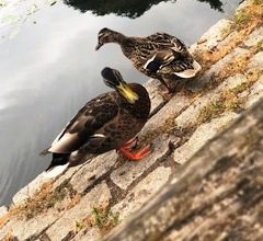 DUCKS!!!!!!