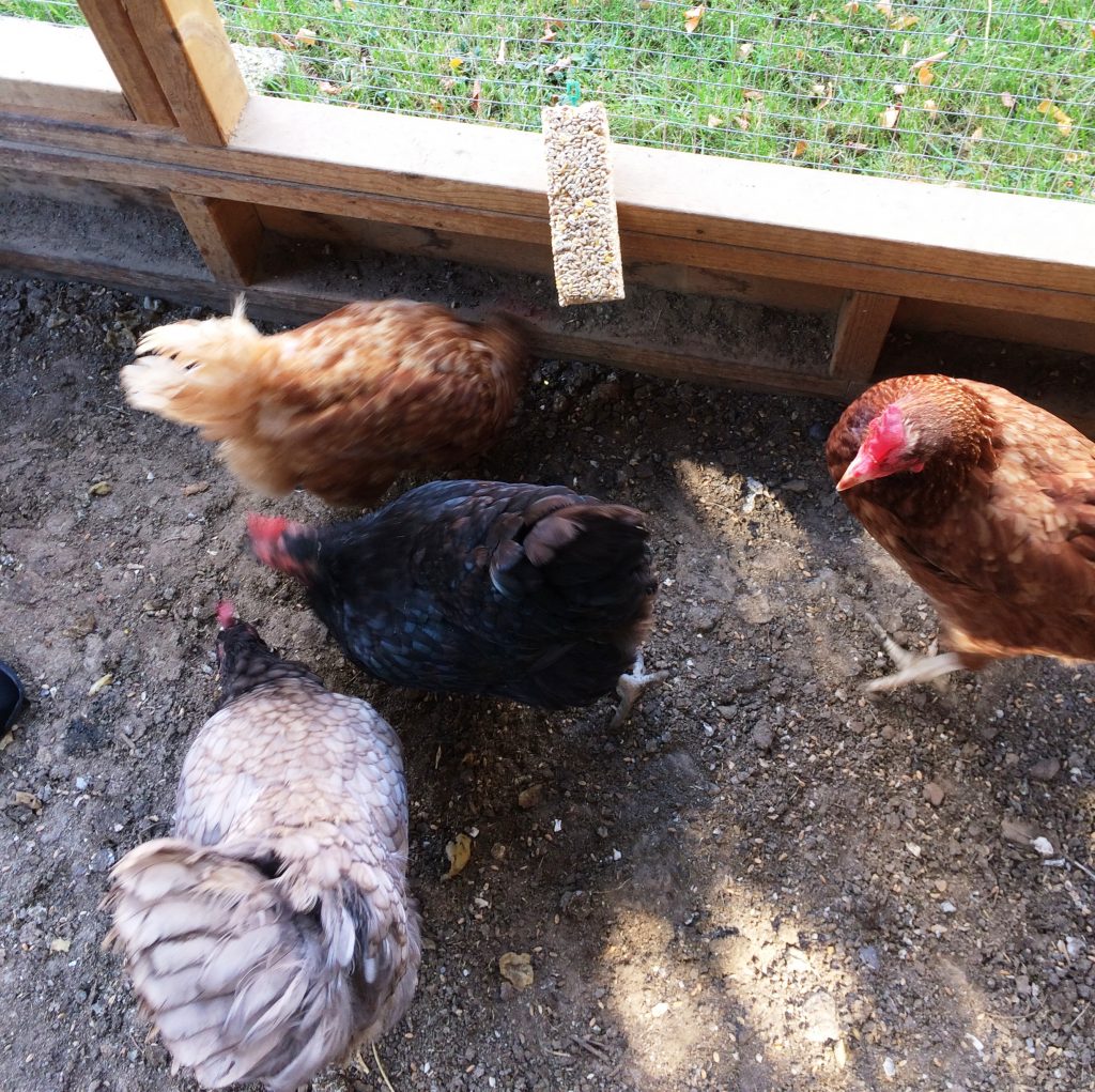 CHICKENS…………..and a pear tree